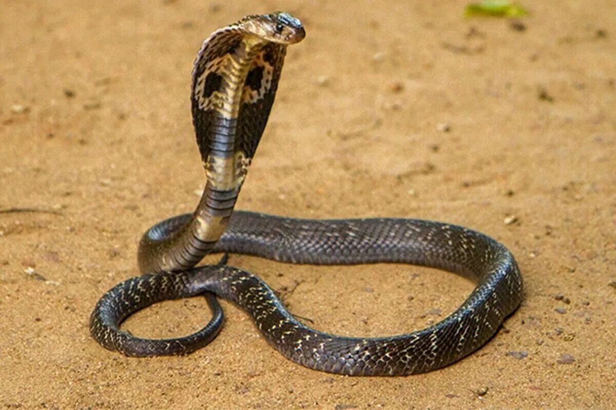 Покажи фото ядовитых змей Pin on Aboriginal King cobra snake, Snake venom, King cobra