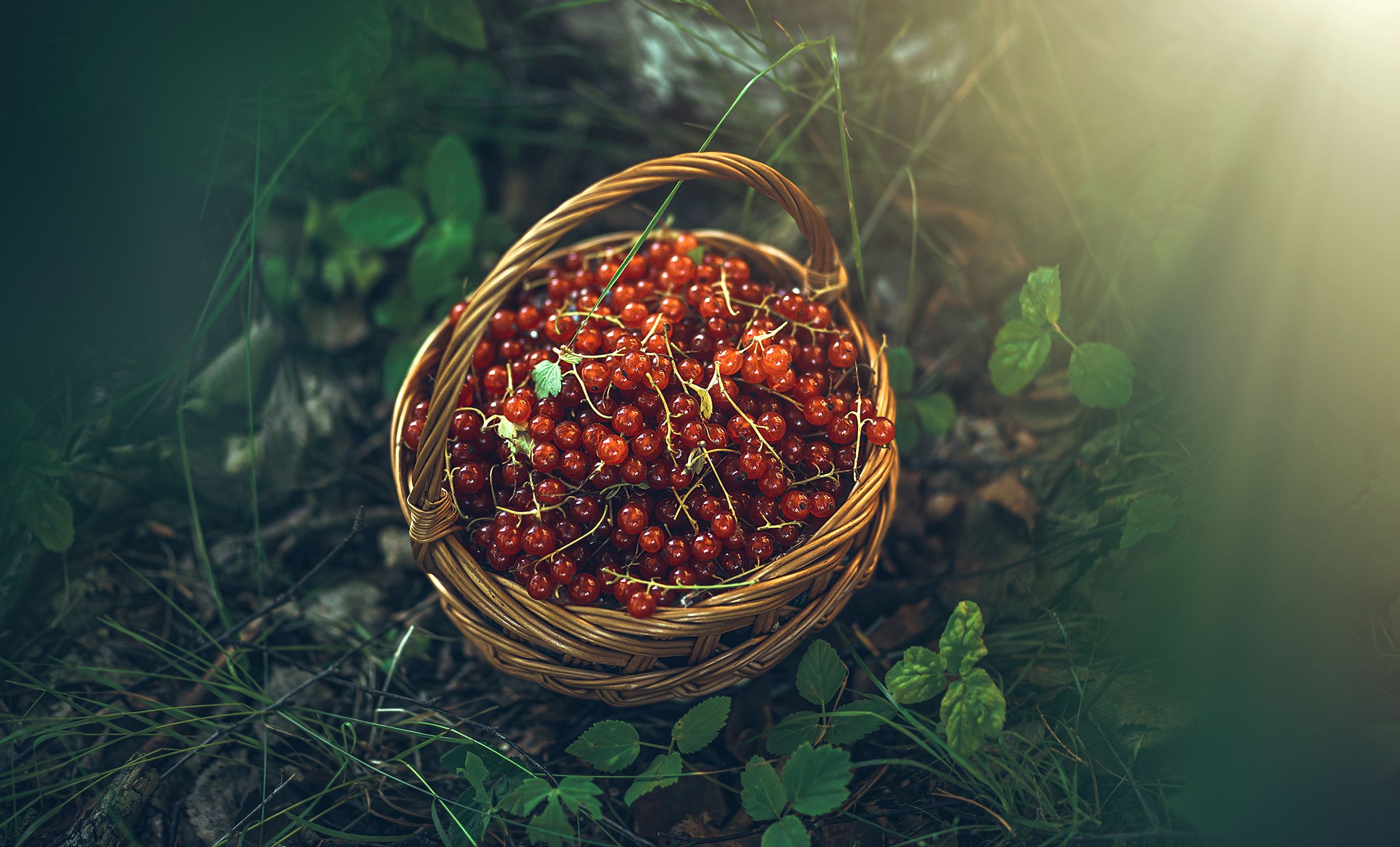 Покажи фото ягод Ягоды. Photographer Andrey Rut