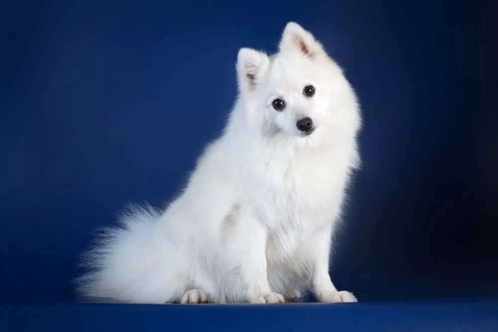 Покажи фото японского шпица ИНТЕРНАЦИОНАЛЬНАЯ ( CACIB) ВЫСТАВКА - Japanesespitz