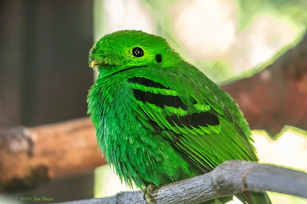 Покажи фото зеленого Lesser Green Broadbill (Calyptomena viridis) - Tiger Trail. Flickr