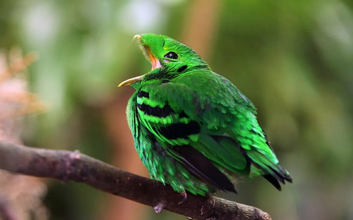 Покажи фото зеленого green broadbill - Google Search Bird photo, Bird, Beautiful birds