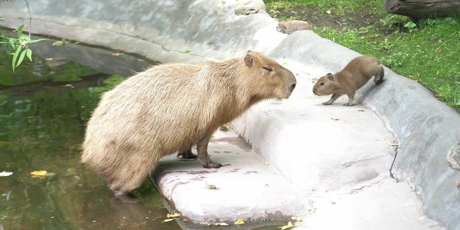 Покажи фото животного капибара Three capybara pups born in Moscow Zoo / News / Moscow City Web Site