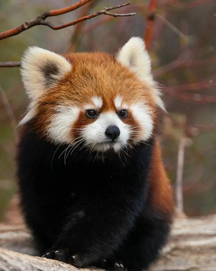 Покажи фото животных из красной книги Panda Roux Cute animal photos, Cute animal pictures, Red panda cute