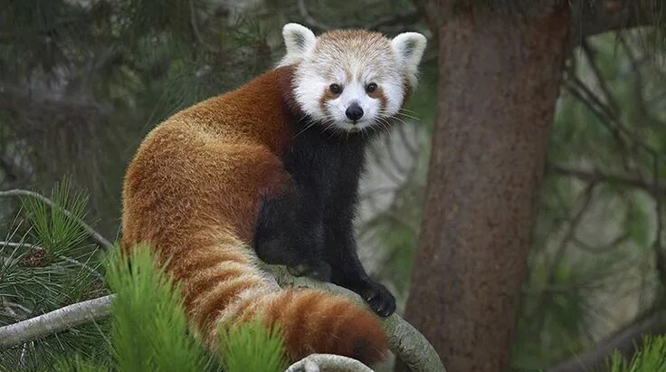 Покажи фото животных из красной книги Red Panda Bear Red panda, Panda habitat, Cute baby animals