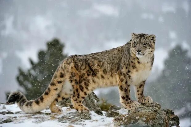 Покажи фото животных из красной книги Snow leopard (Panthera uncia) standing regally on a snowy hillside Snow leopard,