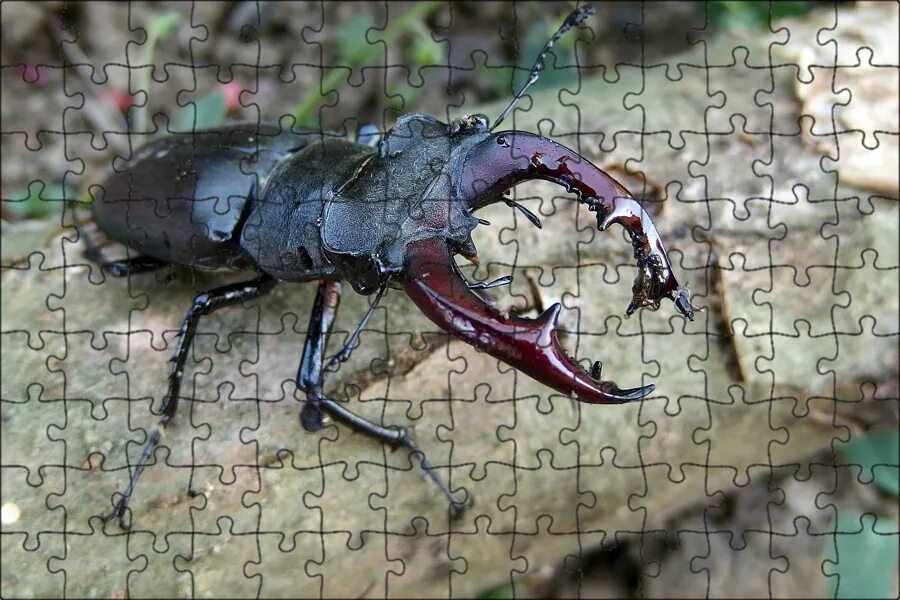 Stag Beetle (Lucanus Cervus) Stock Image - Image of bark, deer: 14437757 Stag be