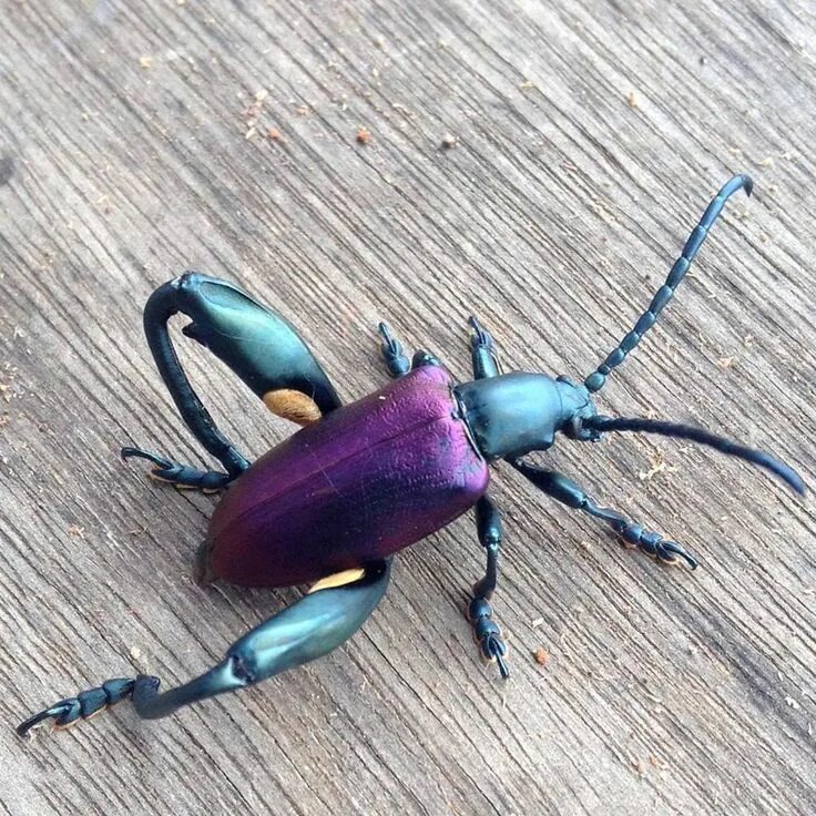 Покажи фото жука Metallic leaf beetle (Subfamily Sagrinae). Look at those thighs! (They look stro