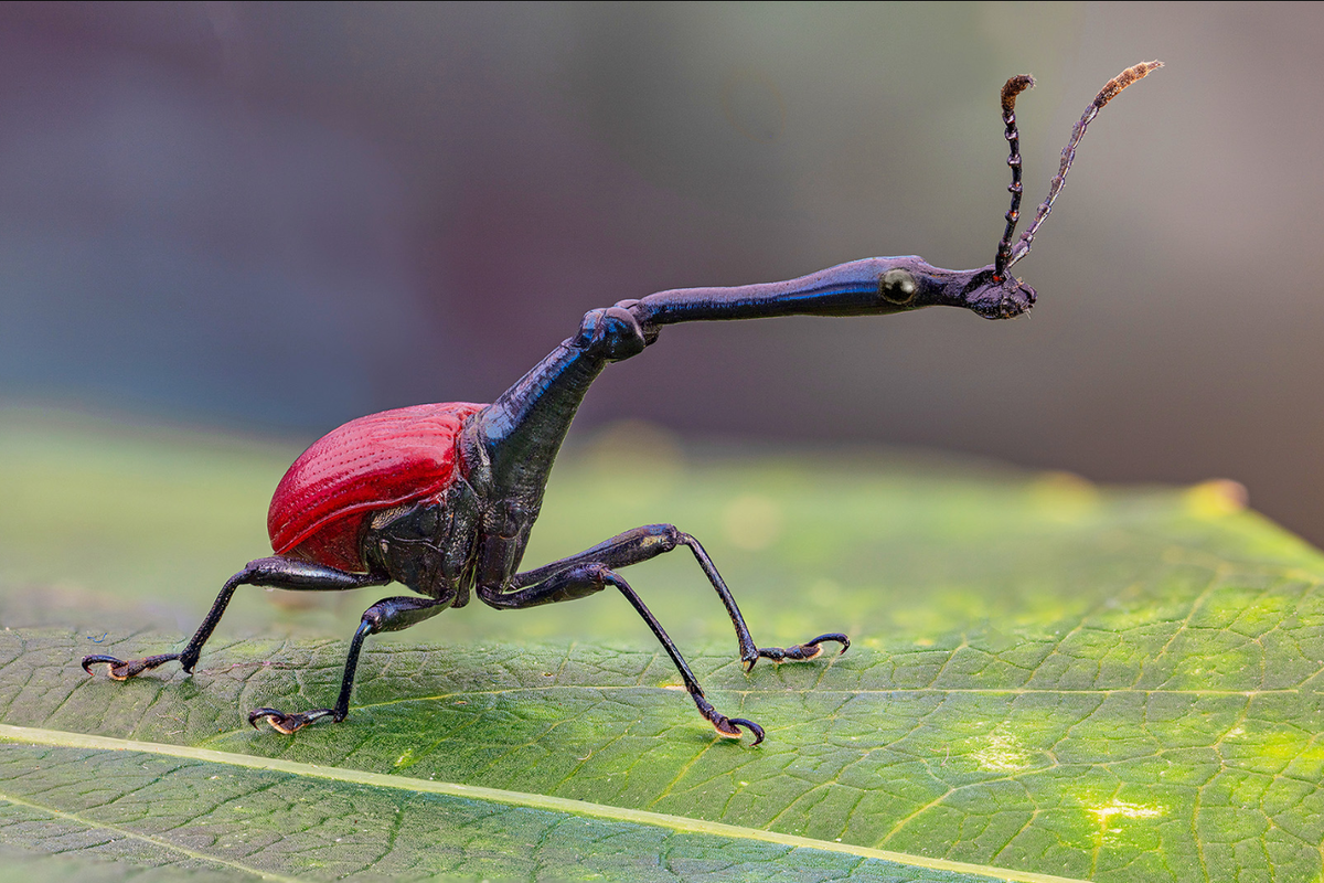 Les Insectes Des Créatures Fascinantes Documentaire. - YouTube