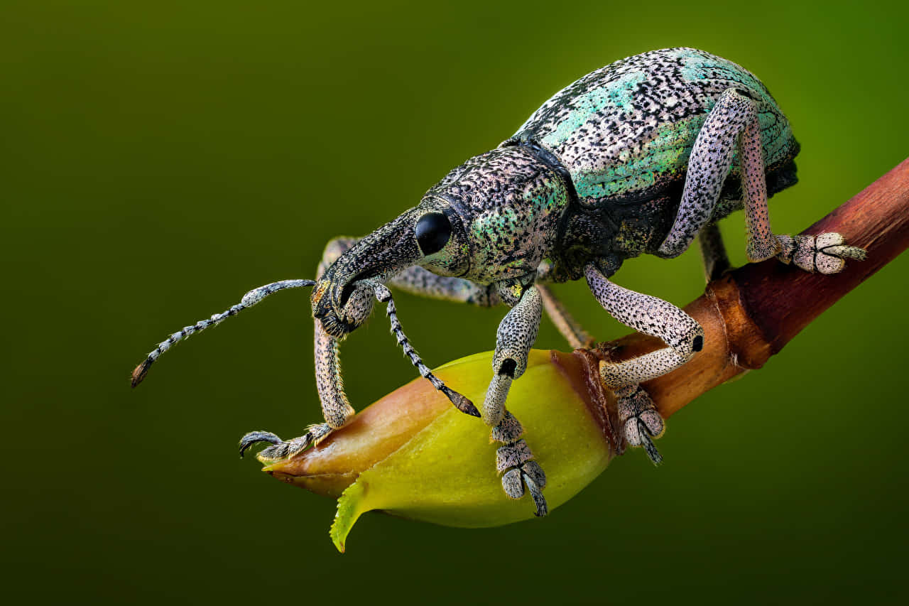 Покажи фото жука Download Weevilon Bud Macro Photography Wallpaper Wallpapers.com