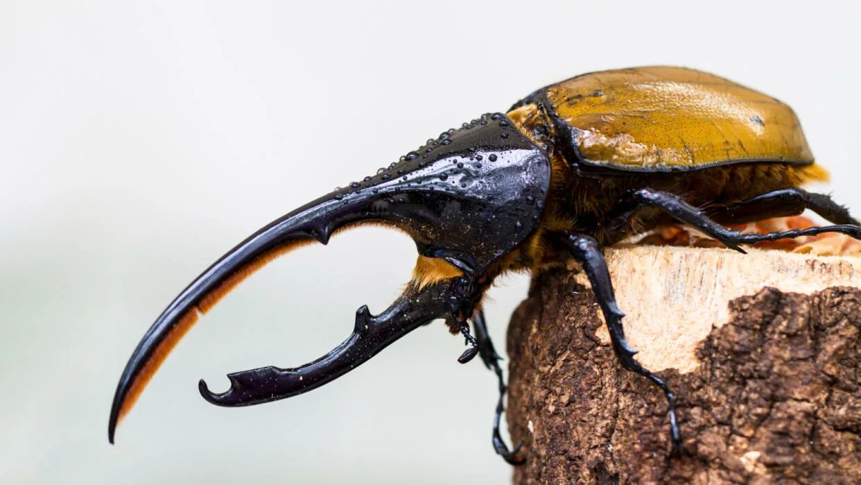 Покажи фото жука геркулеса Hercules beetle: The titan insect with giant horns for love and war