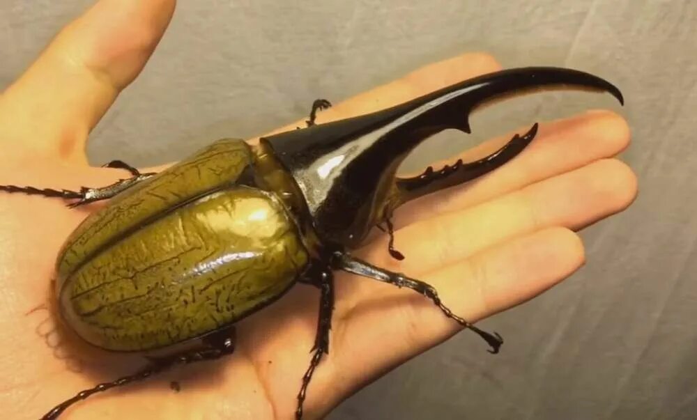 Покажи фото жука геркулеса Largest insects: Hercules beetle (Dynastes hercules) Hercules beetle, Insects, G