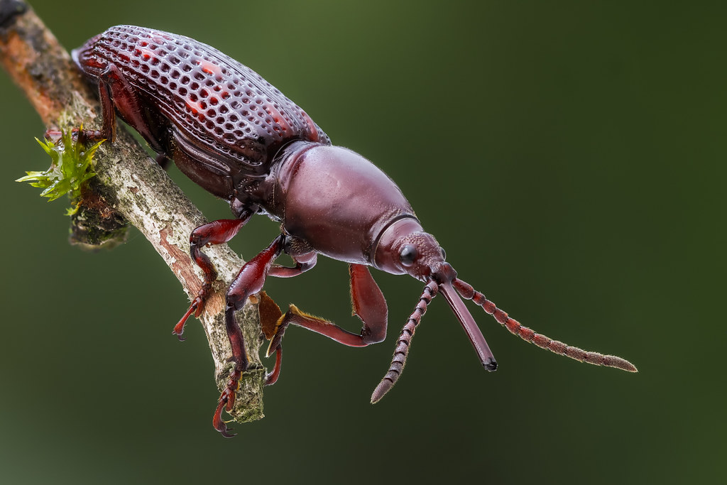 Покажи фото жуков Brentid A straight-snouted weevil (18 mm, Coleoptera, Bren. Flickr