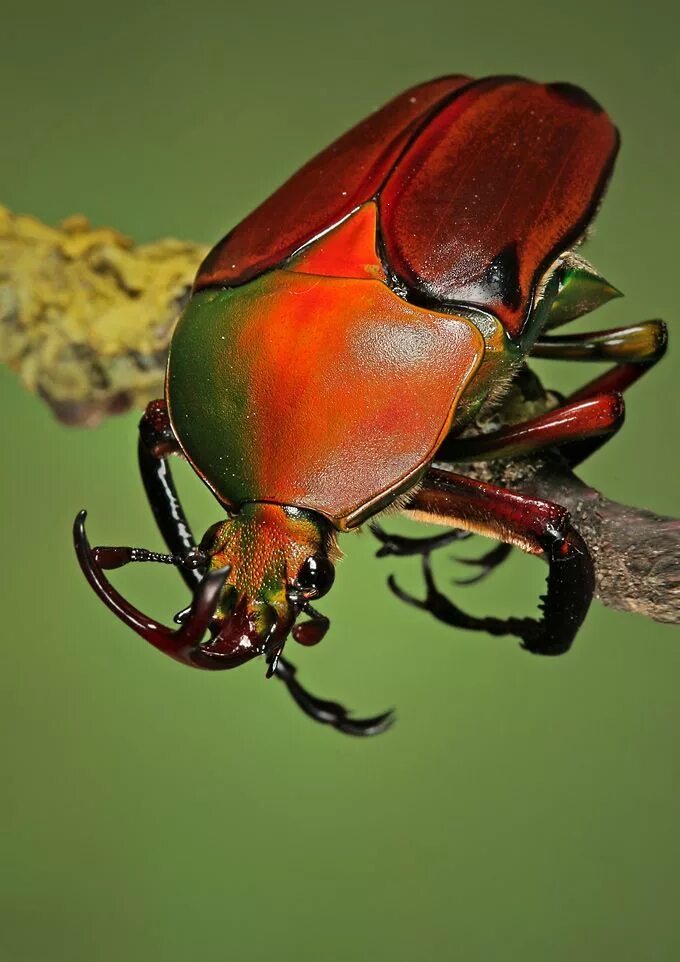 Покажи фото жуков 178 imagens de insetos - VivoVerde Insetos, Aracnídeos, Imagens de insetos