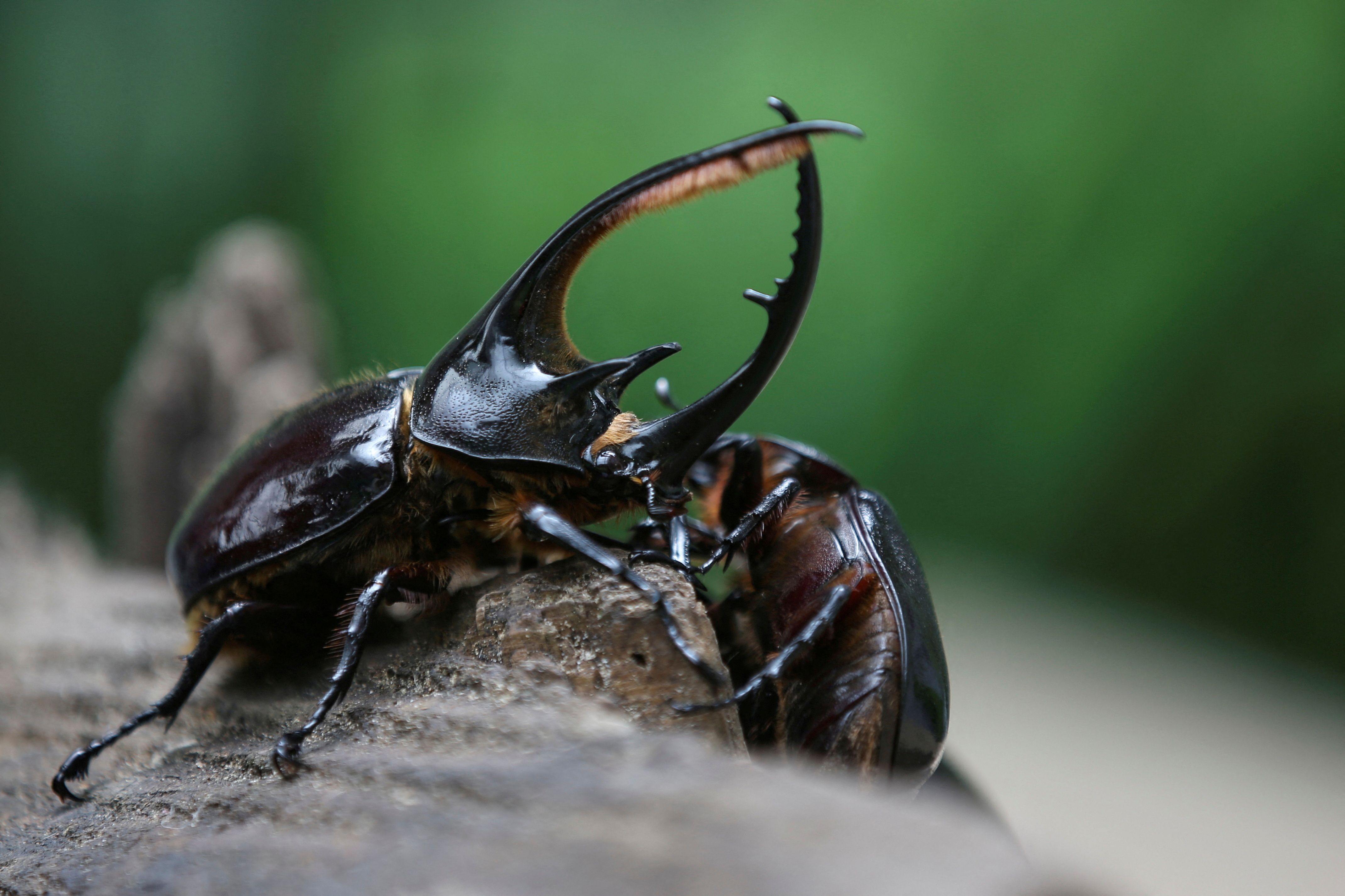 Покажи фото жуков From flickering fireflies to lowly dung beetles, insects are vanishing Reuters