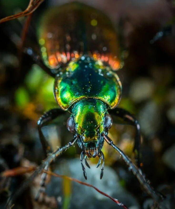 Покажи фото жуков sect, closeup, beetle, metallic