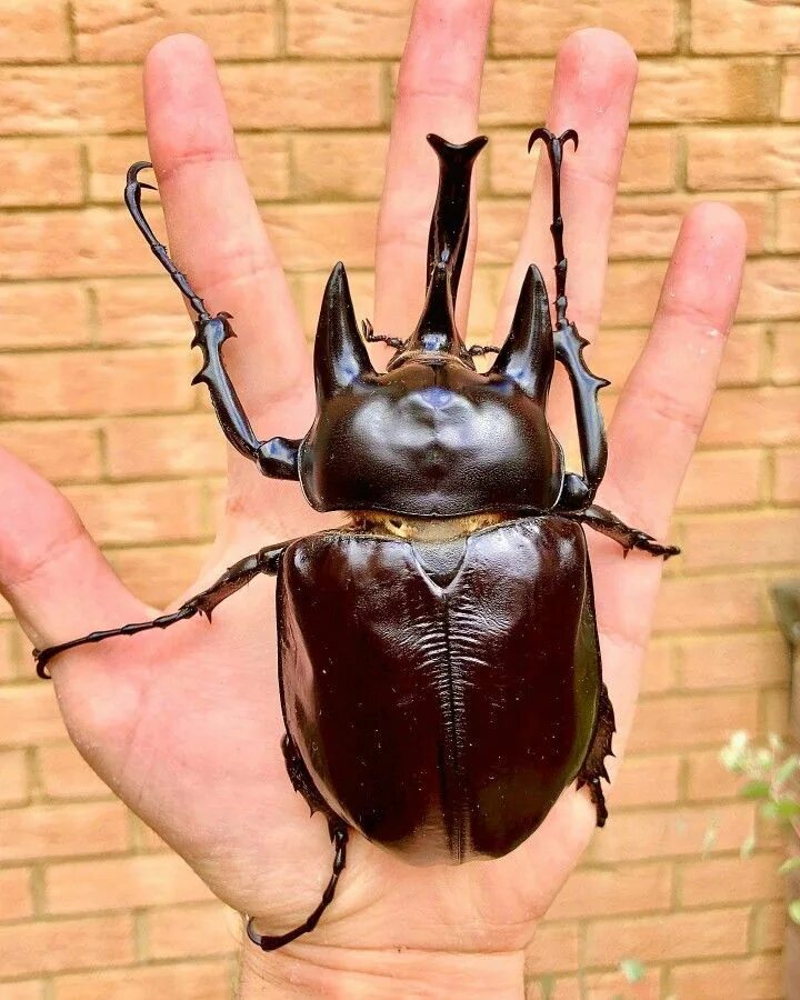 Покажи фото жуков Pin on Arthropodia (and other Invertebrates)