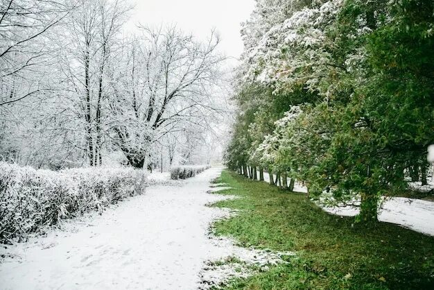 Покажи фото зимы страница 4 Зимний парк Изображения - скачать бесплатно на Freepik