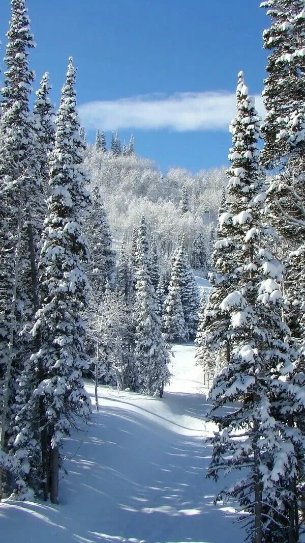 Покажи фото зимы Pin by Маргарита Решта on Зима Winter photography nature, Winter landscape, Wint