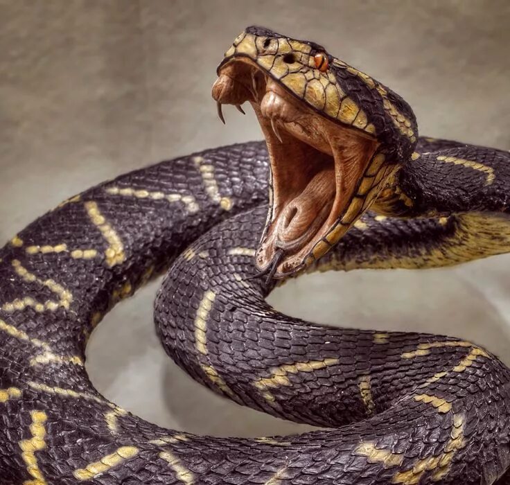 Покажи фото змеи Senckenberg museum Snake, Cute snake, Cute reptiles