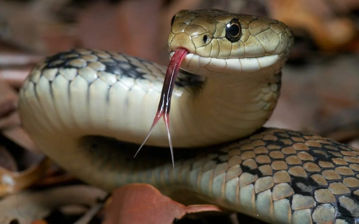 Покажи фото змеи Snakes on a plate! Python 'tastes like chicken and should be part of our diet'