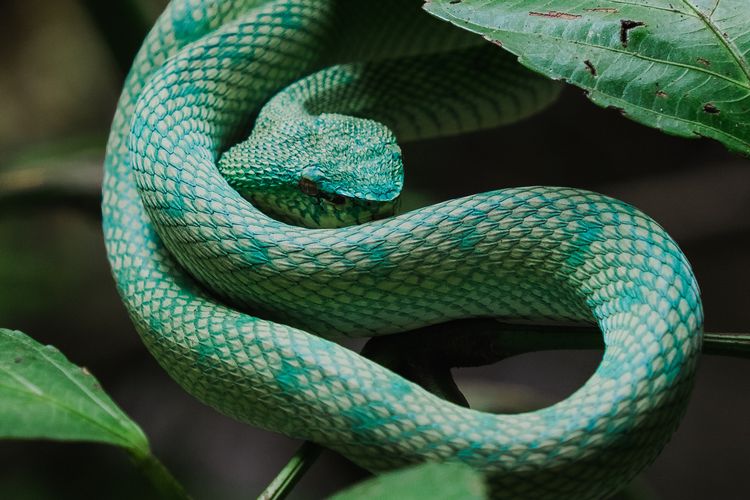 Покажи фото змеи Foto : Alasan untuk Tidak Memelihara Ular