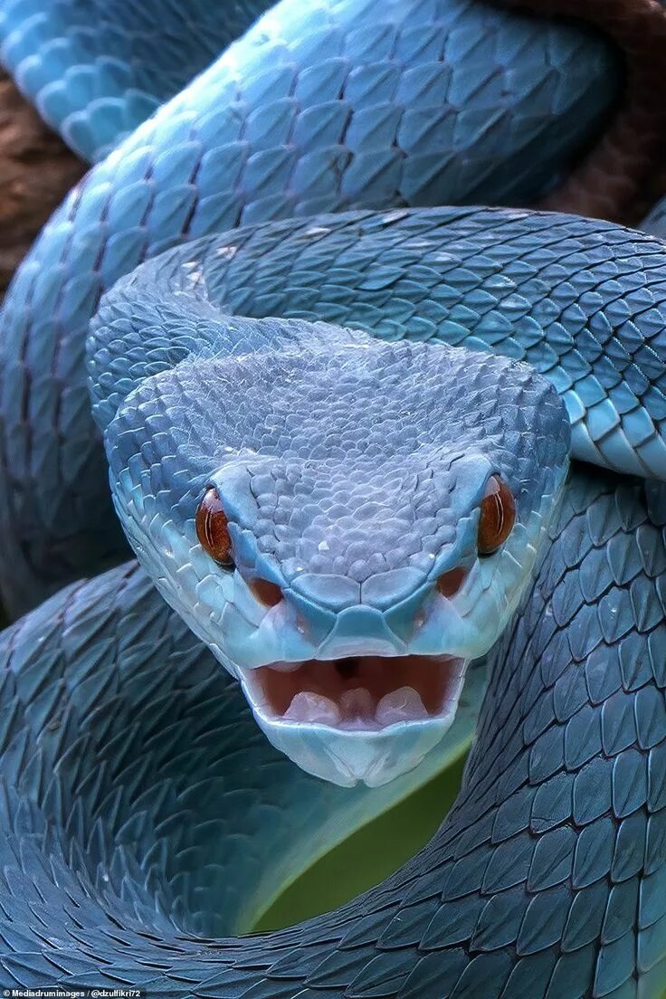 Покажи фото змей Curious mouse sniffs a blue viper... who promptly eats it Poisonous snakes, Snak