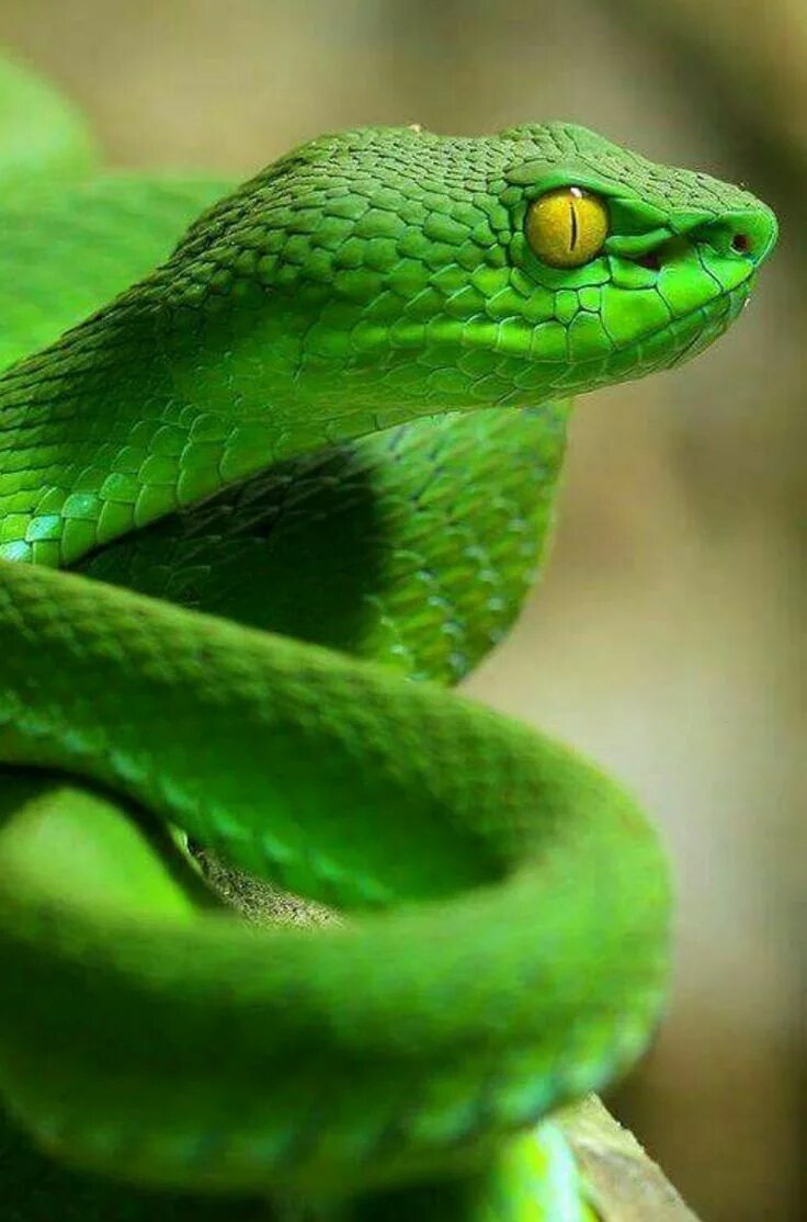 Покажи фото змей Фотография Animal photography wildlife, Pit viper, Snake