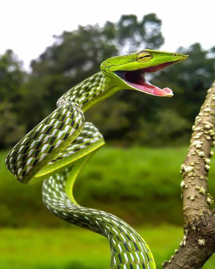 Покажи фото змей EARTH FOCUS on Instagram: "This is the Green Vine Snake, I’m terrified... tag so