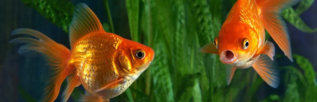 Покажи фото золотой рыбки Goldfish Care Guide (for Beginners) My Pet Needs That