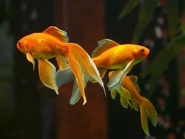 Покажи фото золотой рыбки Veil Tail Fish Goldfish - Free photo on Pixabay Pez dorado, Peces de colores, Fo