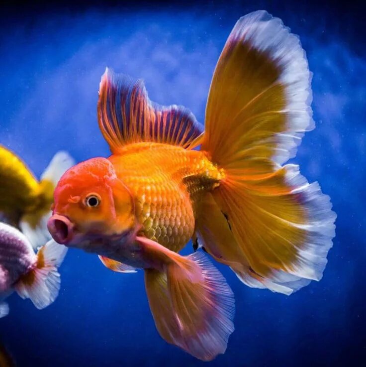 Покажи фото золотой рыбки Flashy tail on this fancy Oranda goldfish. Goldfish, Pet goldfish, Beautiful fis