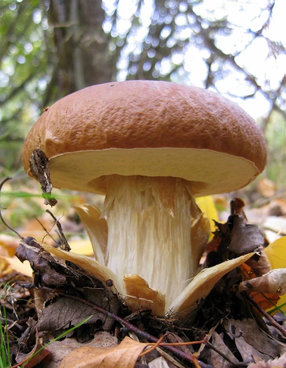 Покажи как грибы выглядят Картинки по запросу фото белого гриба в лесу Edible mushrooms, Stuffed mushrooms