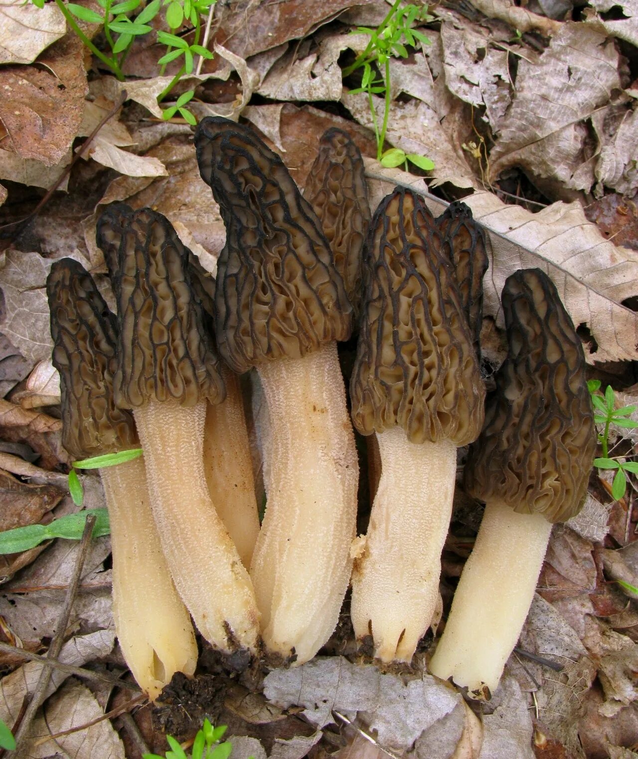 Покажи как грибы выглядят Сморчок высокий (Morchella elata) фото и описание Дикие грибы, Грибы, Растения