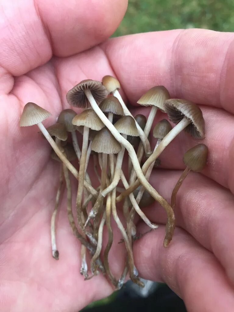 Покажи как грибы выглядят Mushrooms - Psilocybe Semilanceata - Liberty Cap - Album on Imgur