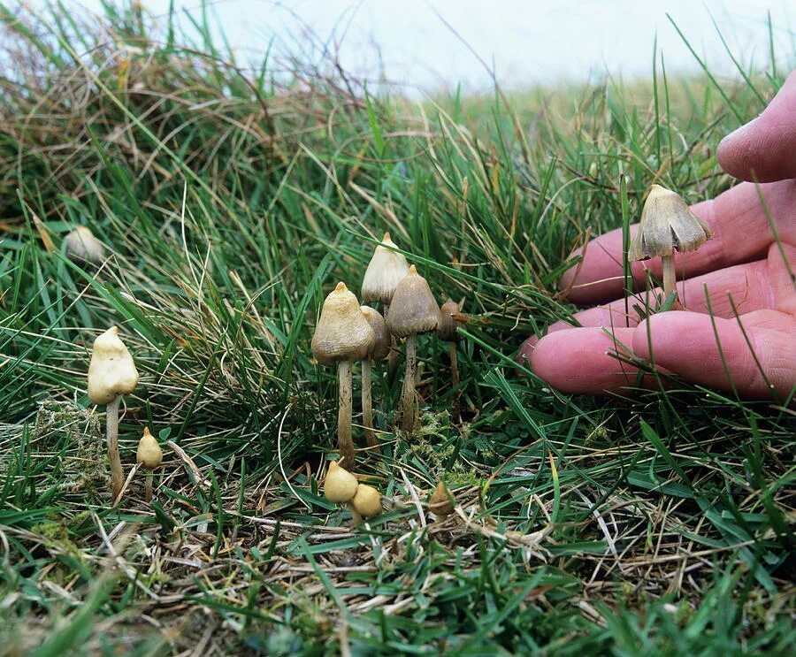 Покажи как грибы выглядят Magic Mushrooms #3 Photograph by Science Photo Library - Fine Art America