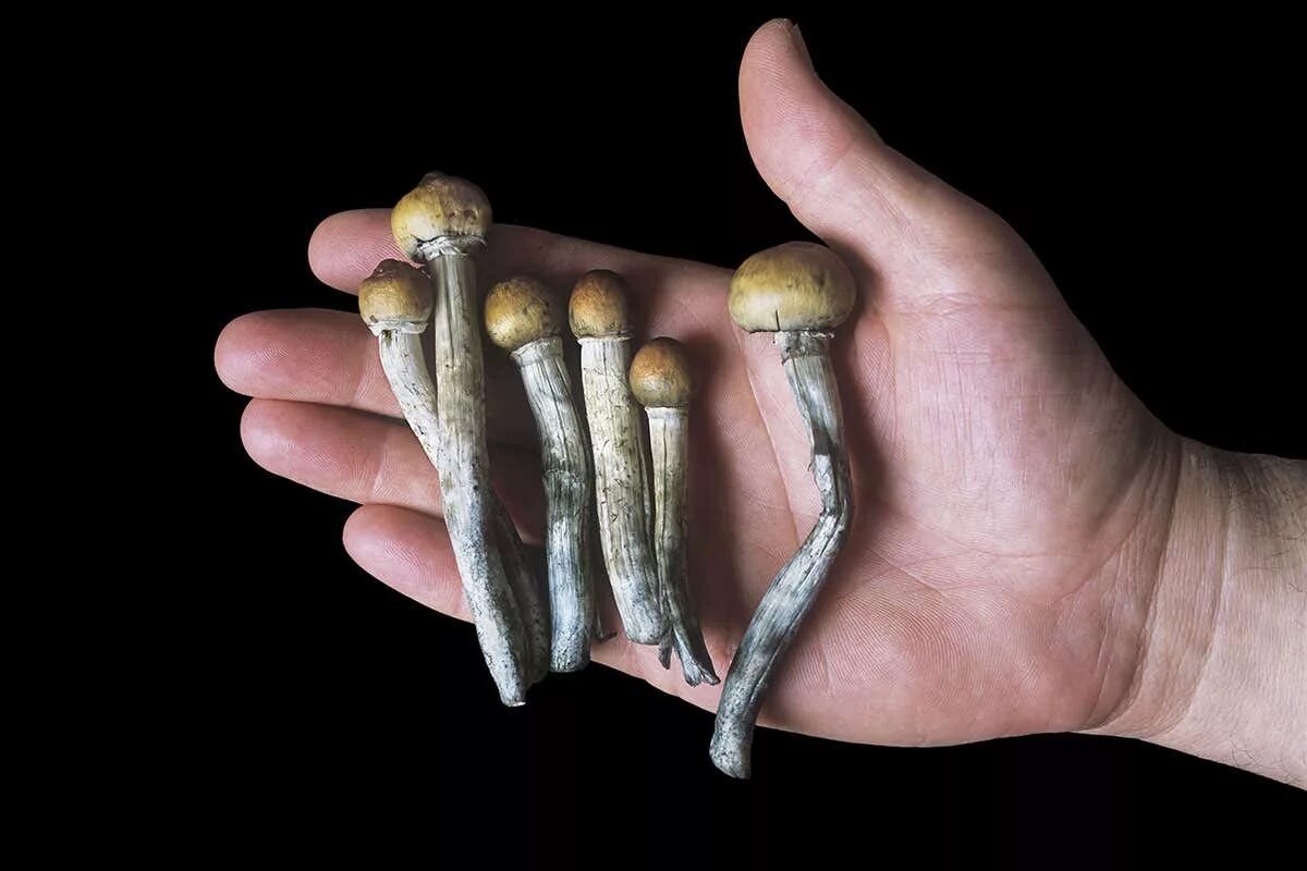 Покажи как грибы выглядят Magic mushroom extract changes brains of people with depression New Scientist