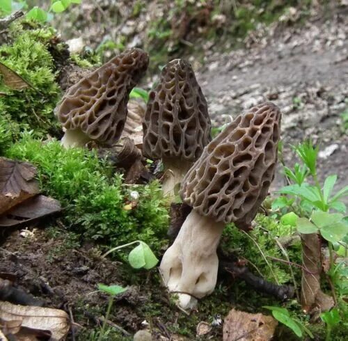 Покажи как грибы выглядят Seeds Mushroom Morel Conical Mycelium Spawn Grow Kit Dried Spores Organic eBay