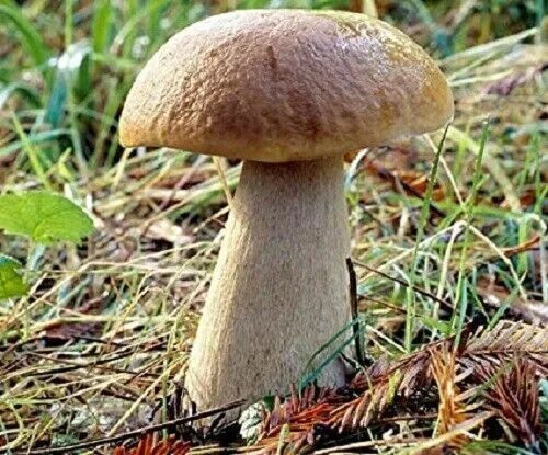 Покажи как выглядит белый гриб Seeds Porcini Mushroom Boletus White Mycelium Spawn Spores Organic Ukraine eBay