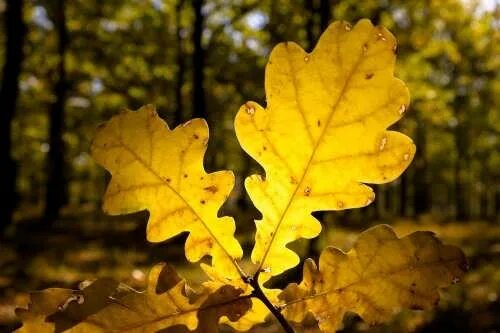 Покажи как выглядит дубовый лист Amazing oak leaves - Wander Lord