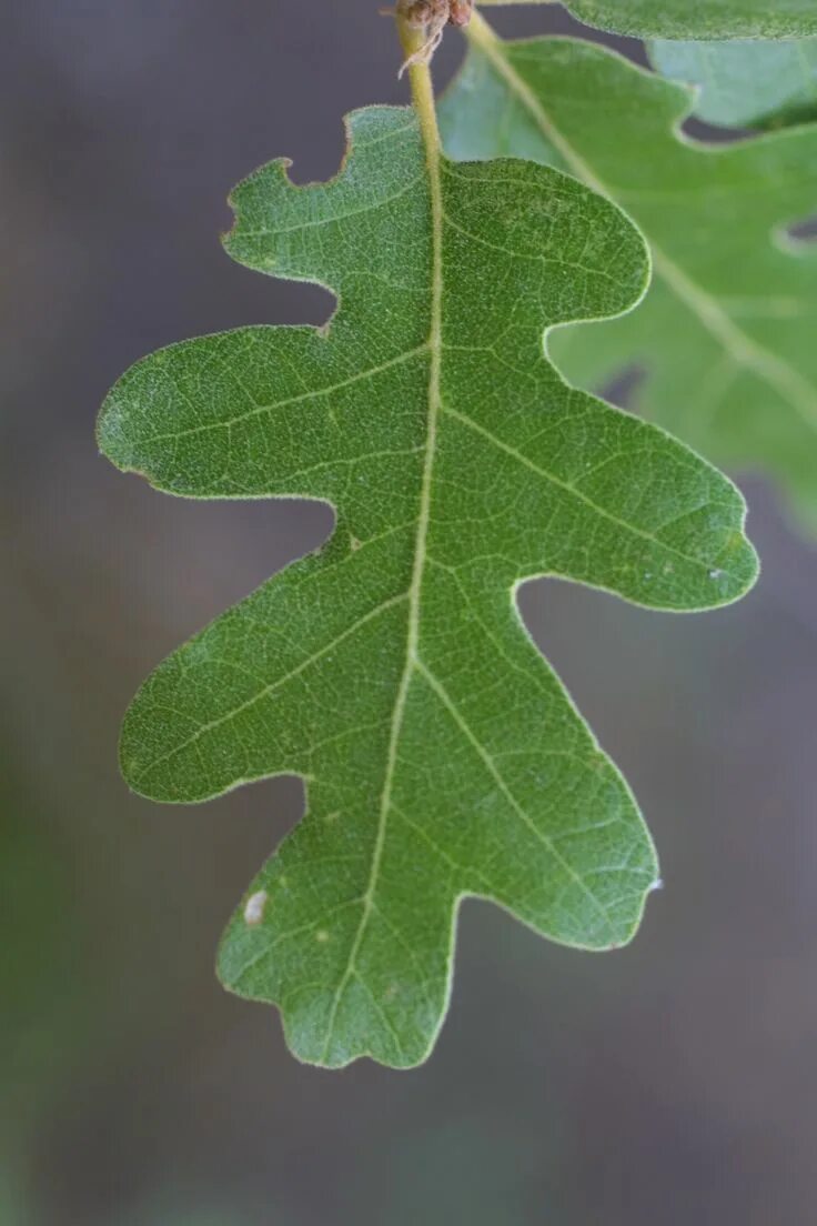 Покажи как выглядит дубовый лист quercus gambelii, gambel oak Leaf is not so pointed and leaves are on opposite s