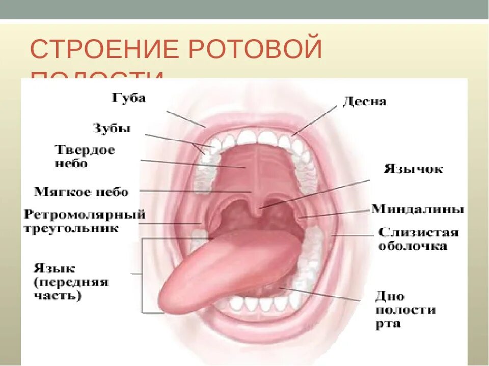 Покажи как выглядит горло Глотка лет