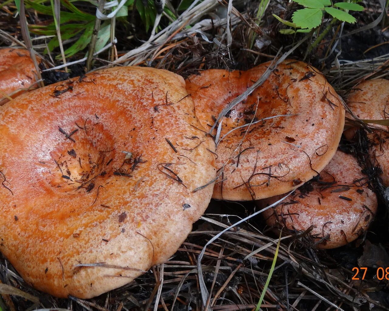 Покажи как выглядит гриб рыжик Рыжик настоящий (лат. Lactarius deliciosus)