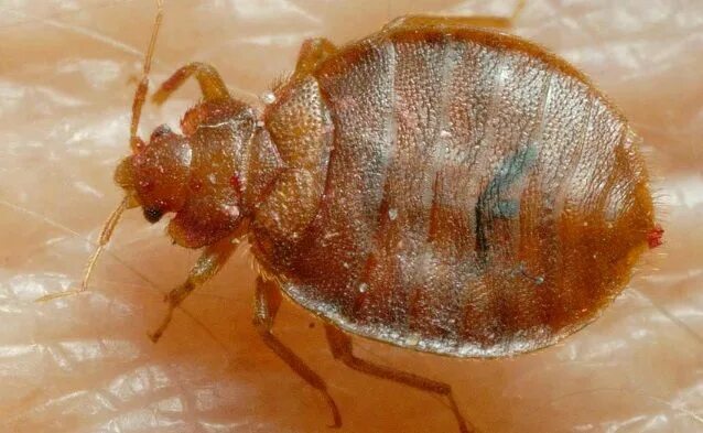 Покажи как выглядит клоп bed bugs elizabeth http://bedbugselizabeth.com/services/detail/bed-bugs/ Bed bug