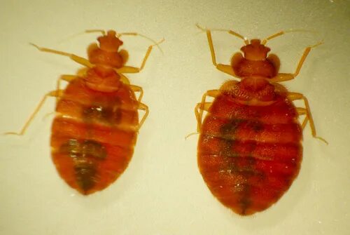 Покажи как выглядит клоп Bed Bugs Chicago News WTTW