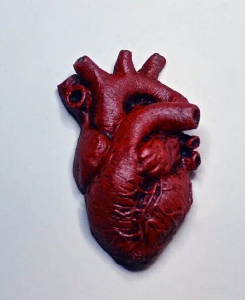 Покажи как выглядит настоящее сердце Anatomical Heart Magnet Anatomical heart, Anatomical heart art, Heart magnets