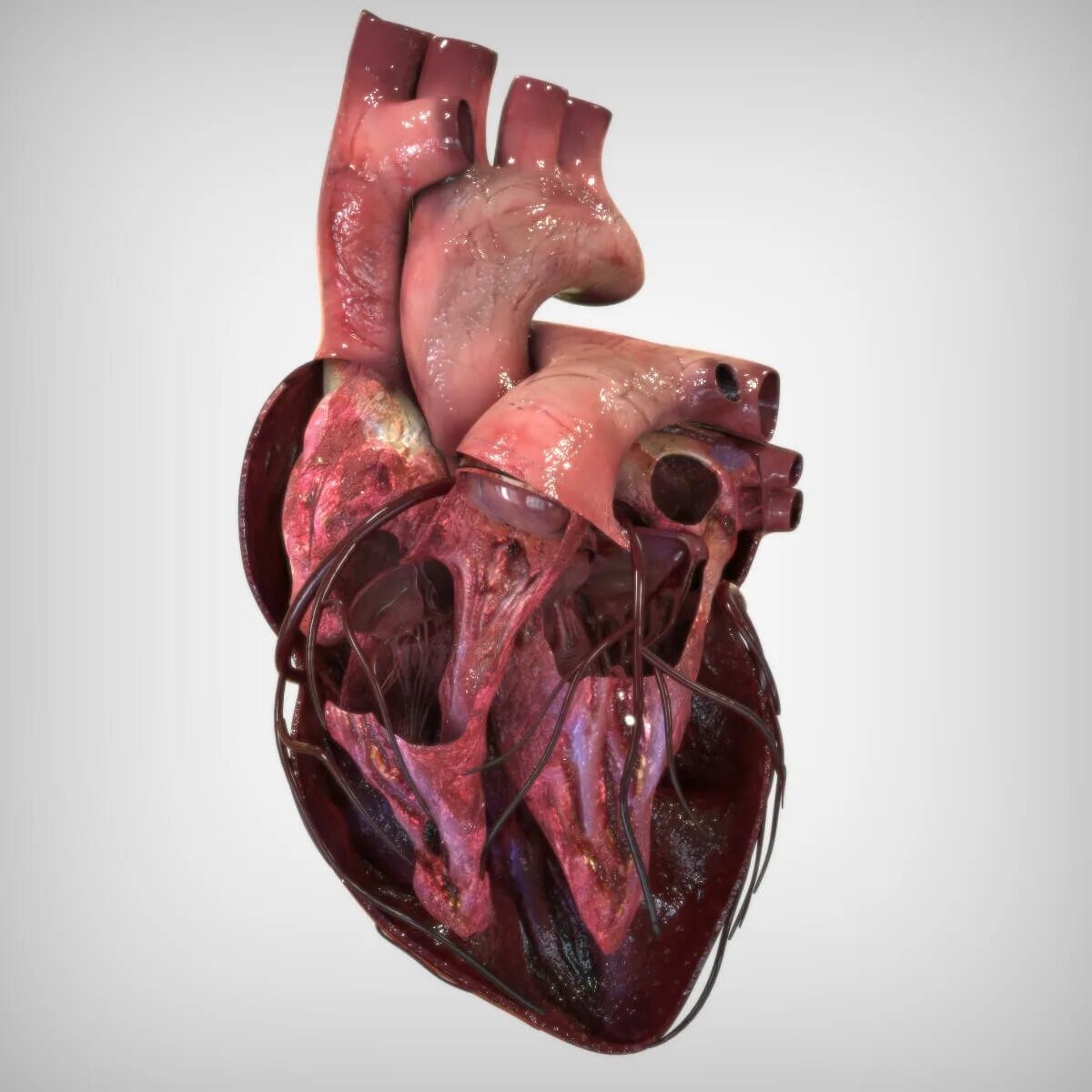 Покажи как выглядит настоящее сердце Heart Anatomy - 3D Model by BlueLou