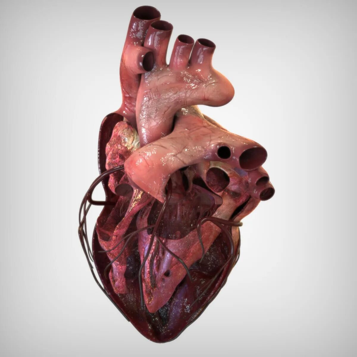 Покажи как выглядит настоящее сердце Heart Anatomy - 3D Model by BlueLou