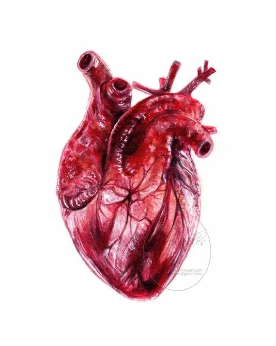 Покажи как выглядит настоящее сердце Human Heart Anatomical Heart Dark Art Romantic Gift Art - Etsy Heart painting, H