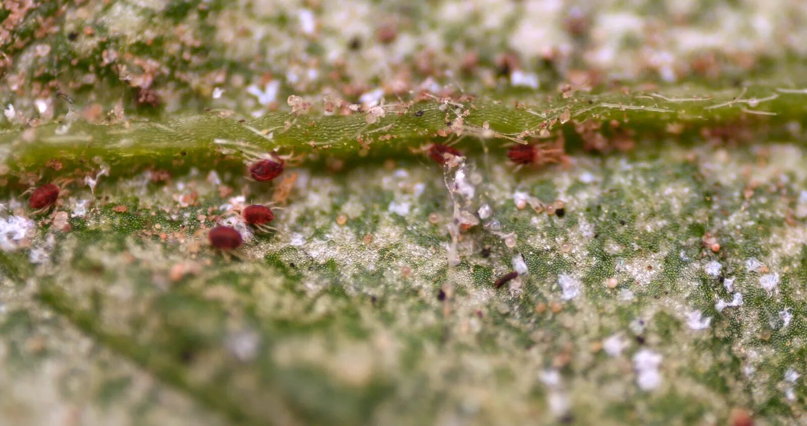 Покажи как выглядит паутинный клещ File:Spider mites on a pepino leaf.png - Wikipedia