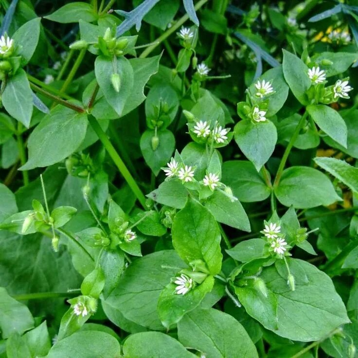 Покажи как выглядит растение Pin on Easy to forage plants